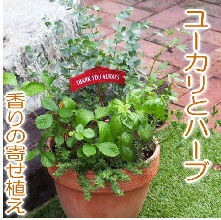 楽天市場 送料無料 香りに癒される ユーカリ ハーブ5種寄せ植え ハーブガーデン ガーデニングショップ四季の里