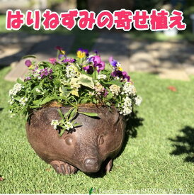 はりねずみの鉢が可愛い寄せ植え