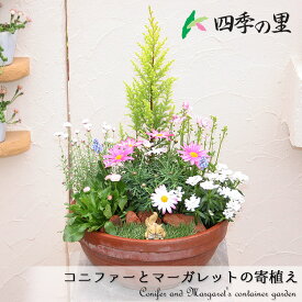 【送料無料】コニファーと季節のお花寄せ植え テラコッタ鉢