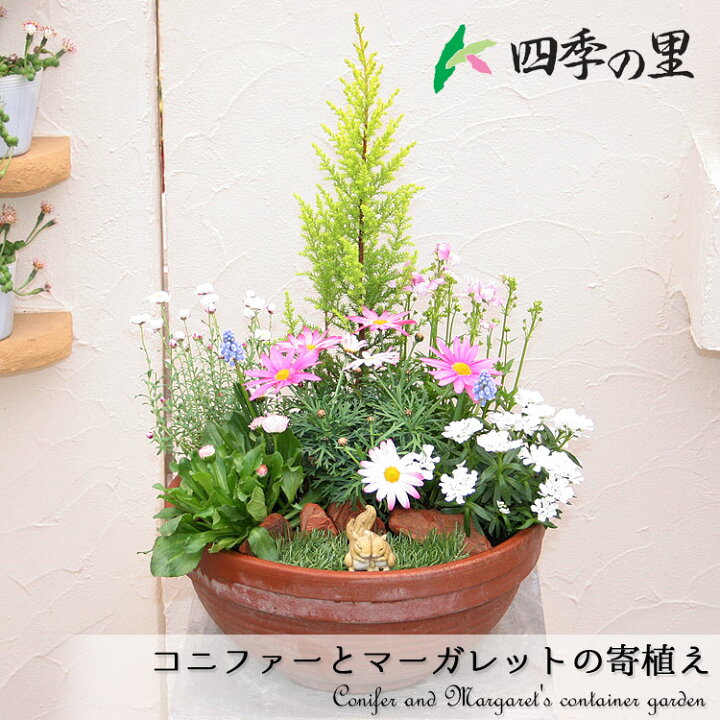 楽天市場 送料無料 コニファーと季節のお花寄せ植え テラコッタ鉢 ガーデニングショップ四季の里