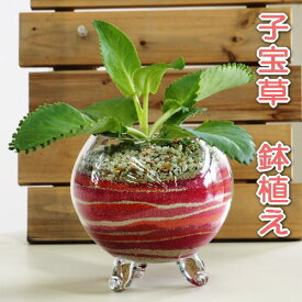 【送料無料】【グリーンインテリア】♪縁起植物子宝草の鉢植えカラーサンド・サンドサート・アートサンド高さ：30cm内外