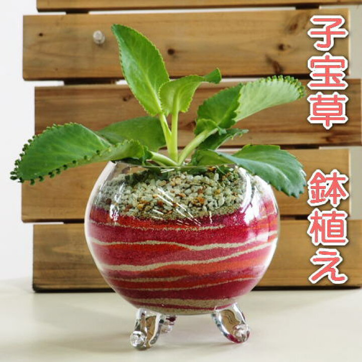 楽天市場 送料無料 グリーンインテリア 縁起植物子宝草の鉢植えカラーサンド サンドサート アートサンド高さ 30cm内外 ガーデニングショップ四季の里