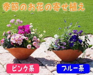 yzyM`MTCYzDȃJ[Iׂu[nEsNn̂Ԃł܂Ƃ߂񂹐AM`u[@M`sN