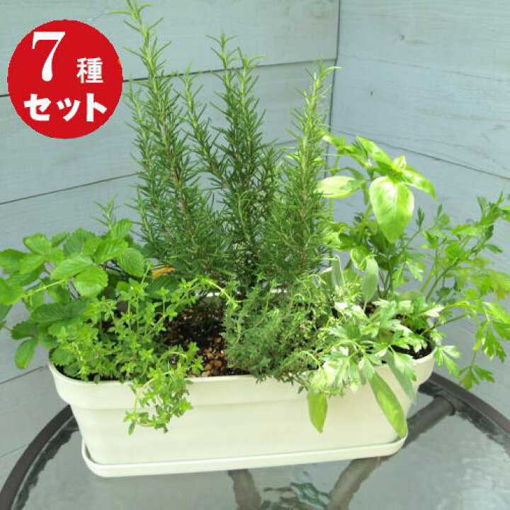 楽天市場 ギフト ご自宅用に キッチンハーブ7種香りの寄せ植え ガーデニングショップ四季の里