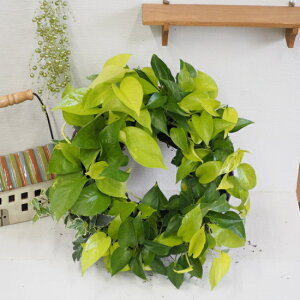観葉植物 ポトス 寄せ植えの人気商品 通販 価格比較 価格 Com