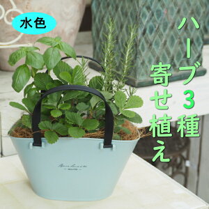 選べる鉢色バスケット風ハーブ3種寄せ植え