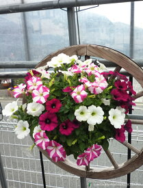 楽天市場 ハンギングバスケット ペチュニアの通販