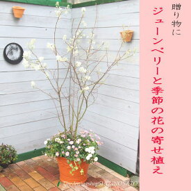 【送料無料】ジューンベリーと季節の花寄せ植え