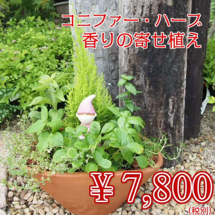 楽天市場 送料無料 ハーブコンテナ 香りと癒しの空間 ハーブ6種寄せ植え Lサイズ 楽ギフ 包装 楽ギフ メッセ ガーデニング ショップ四季の里 楽天市場 送料無料 ハーブコンテナ 香りと癒しの空間 ハーブ6種寄せ植え Lサイズ 楽ギフ 包装 楽ギフ メッセ ガーデニング ショップ四季の里