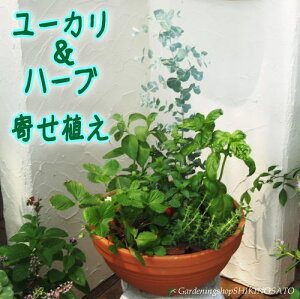 yzɖ􃆁[Jn[u5@񂹐A/n[uK[feRb^30cm