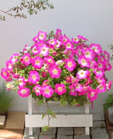 玄関先・お庭にお花のアクセントペチュニア（ピンク系）のシンプルなバスケット/寄せ植え