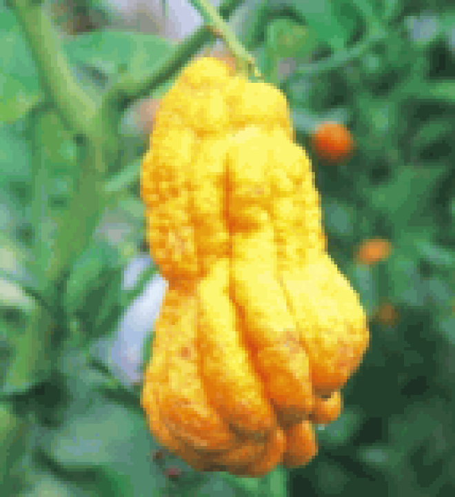 楽天市場】大苗柑橘類 仏手柑/ぶっしゅかん 樹高：1.2m内外2025.5月