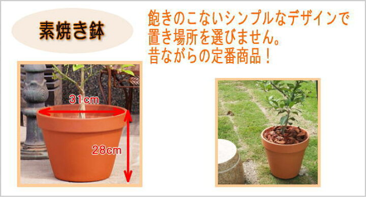 楽天市場 オプション 素焼鉢 鉢植え ｍサイズ ガーデニングショップ四季の里