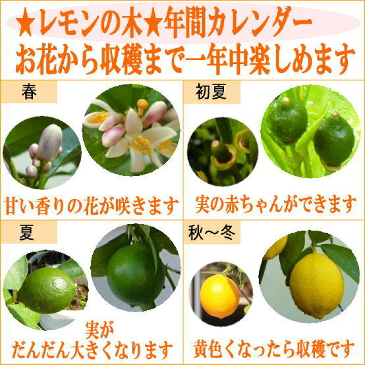 楽天市場 22 9 10現在 実付きでお届け 人気商品 レモンの木 檸檬 れもん マイヤーレモン ビアフランカ 樹高 1 3 1 5m内外 6年生苗 大苗 ガーデニングショップ四季の里