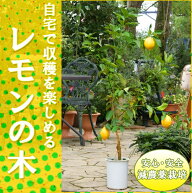 2026.9月実付き◆数量限定大きめサイズ◆レモンの木（樹高：1.0m内外）【収穫を楽しむ　苗木　苗】【新築…