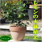 【送料無料】当店人気！レモンの木鉢植え（テラコッタ）