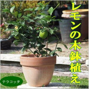 植木 盆栽 レモンの木の人気商品 通販 価格比較 価格 Com