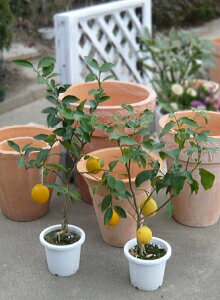 楽天市場 送料無料 花は柑橘系の中で抜群にいい香りがする レモンの木 2本セット ガーデニングショップ四季の里