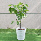 【送料無料】イチジク"ドーフィン"の鉢植え（樹高：0.6～0.7m内外）