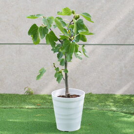 【送料無料】イチジク"ドーフィン"の鉢植え（樹高：0.8m内外）