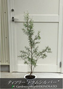 植木 盆栽 ティーツリーの人気商品 通販 価格比較 価格 Com 植木 盆栽 ティーツリーの人気商品 通販 価格比較 価格 Com