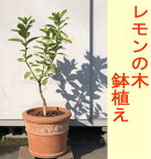 【送料無料】レモンの木鉢植え/レモン/檸檬トゲなしレモン/ビアフランカ（テラコッタ鉢・バラ柄）