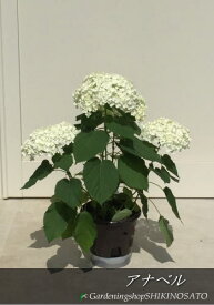 西洋アジサイ"アナベル"（紫陽花）白花/ホワイト（樹高：0.6m内外）