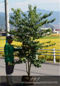 楽天市場 ソヨゴ 鉢植えの通販