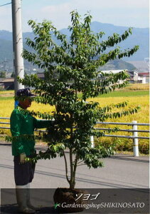ソヨゴ 盆栽 植木の人気商品 通販 価格比較 価格 Com