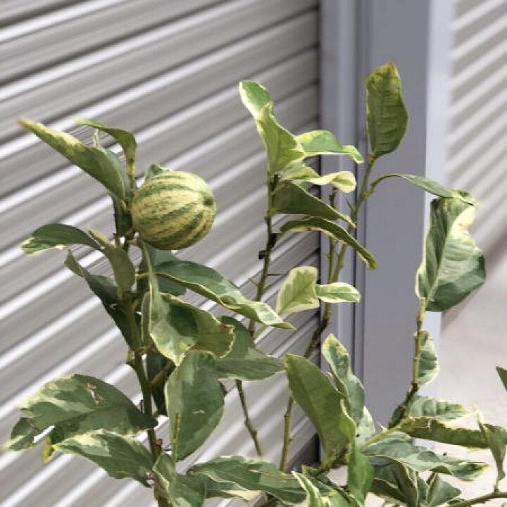 経典 鉢のまま育てていただけますレモンの木鉢植え レモン 檸檬 リスボンレモン 高さ Fucoa Cl 経典 鉢のまま育てていただけますレモンの木鉢植え レモン 檸檬 リスボンレモン 高さ Fucoa Cl