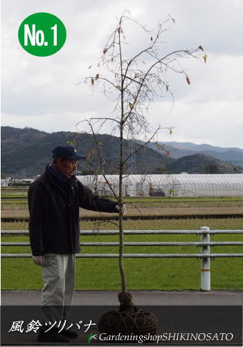 安全 5本限定 落葉樹 公式ストア 珍しいフウリンツリバナ“風鈴ツリバナ” 2020.1月撮影 樹高：2.6m内外