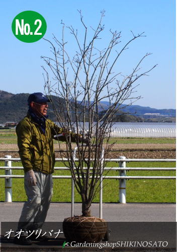 現品 落葉樹 大きな実に圧巻 オオツリバナ 2020.2月撮影 樹高：2.2m内外 大実 メーカー直売 冬バーゲン