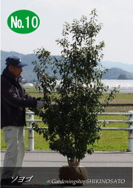 楽天市場 鉢植え 木 目隠し ガーデニング 農業 花 ガーデン Diy の通販