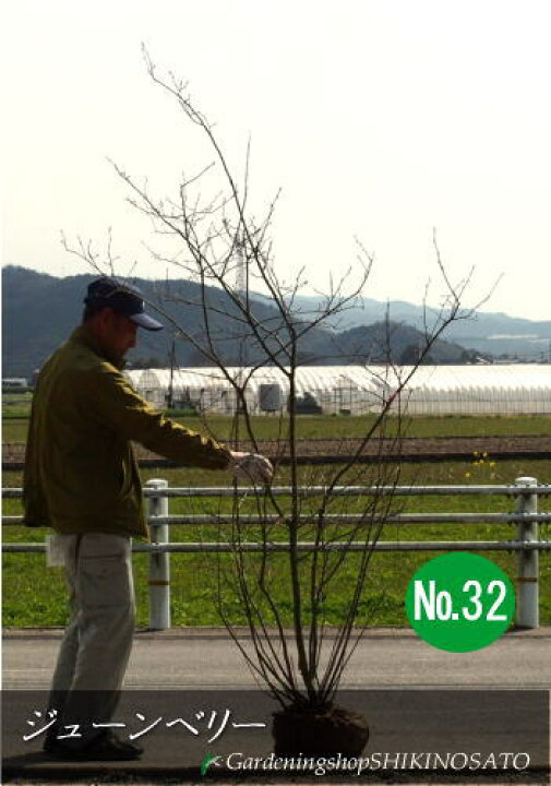 楽天市場 送料無料 ジューンベリー ジュンベリー ラマルキー 樹高 2 2m内外 No 32 3月撮影 ガーデニングショップ四季の里