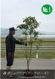 楽天市場 常緑樹 植物の種類シャクナゲ の通販