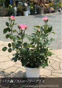 2025.5.5݁AJԒQto/KNiXgx[ACX/{[_[[Yj6iF0.6`0.7mOE6jlG炫