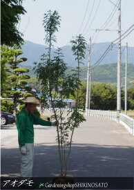 【楽天市場】アオダモ（植木｜ガーデニング・農業）：花・ガーデン・DIYの通販