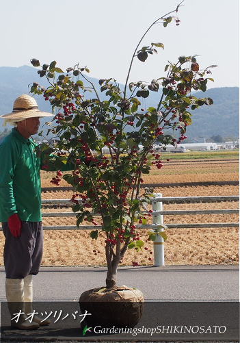 日本に 現品 落葉樹 大きな実に圧巻 お金を節約 オオツリバナ 大実 樹高：1.8m内外 2020.10月撮影