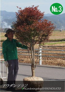 ツツジ 盆栽 植木の人気商品 通販 価格比較 価格 Com ツツジ 盆栽 植木の人気商品 通販 価格比較 価格 Com