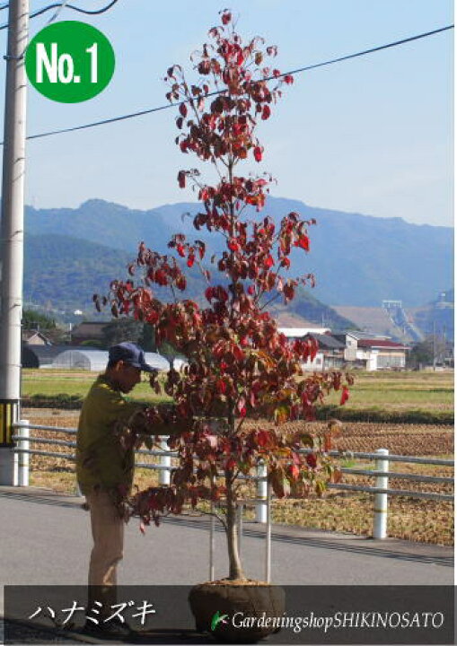 楽天市場 シンボルツリーに最適ハナミズキ 花水木 花色 赤 樹高 2 8m内外 10月撮影 ガーデニングショップ四季の里