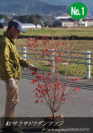 楽天市場 紅 ドウダンツツジ 育て 方の通販 楽天市場 紅 ドウダンツツジ 育て 方の通販