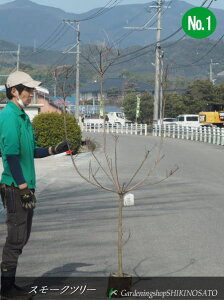 X[Nc[/ނ̖؁iF1.6mOj2024.2Be