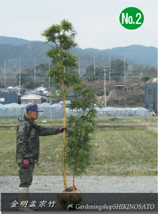 楽天市場】キンメイモウソウチク（金明孟宗竹）2本立ちNo2（樹高：2.5m 