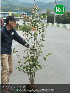 sNIIf}/IIf}/{hsNhiF1.6mOj2024.4Be