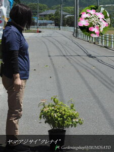 y4950~̂Ƃ3500~zRAWTC " NiC/g "i0.6mOE7j2024.5Be