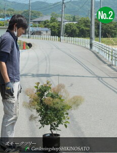 X[Nc[/̖/ނ̂hthiF0.8mOj2024.5Be