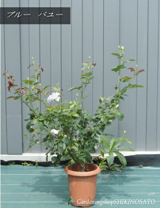 2025.4.15JԒoc/KNcEu[@o[@:Blue Bajou6EF0.7mO2025.4Be