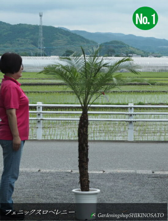 楽天市場】【観葉植物・地植えOK】フェニックス”ロベレニー/ベレニー 