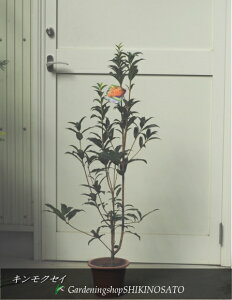 _EAEAɍœKLNZC/؍ҁiF1mOj2024.9Be