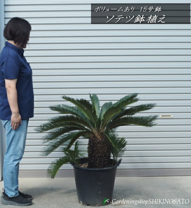 楽天市場】ボリュームあり【現品】ソテツ/蘇鉄 鉢植え（黒プラ鉢）15号  